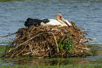 CIGUEÑA COMUN (Ciconia maguari)